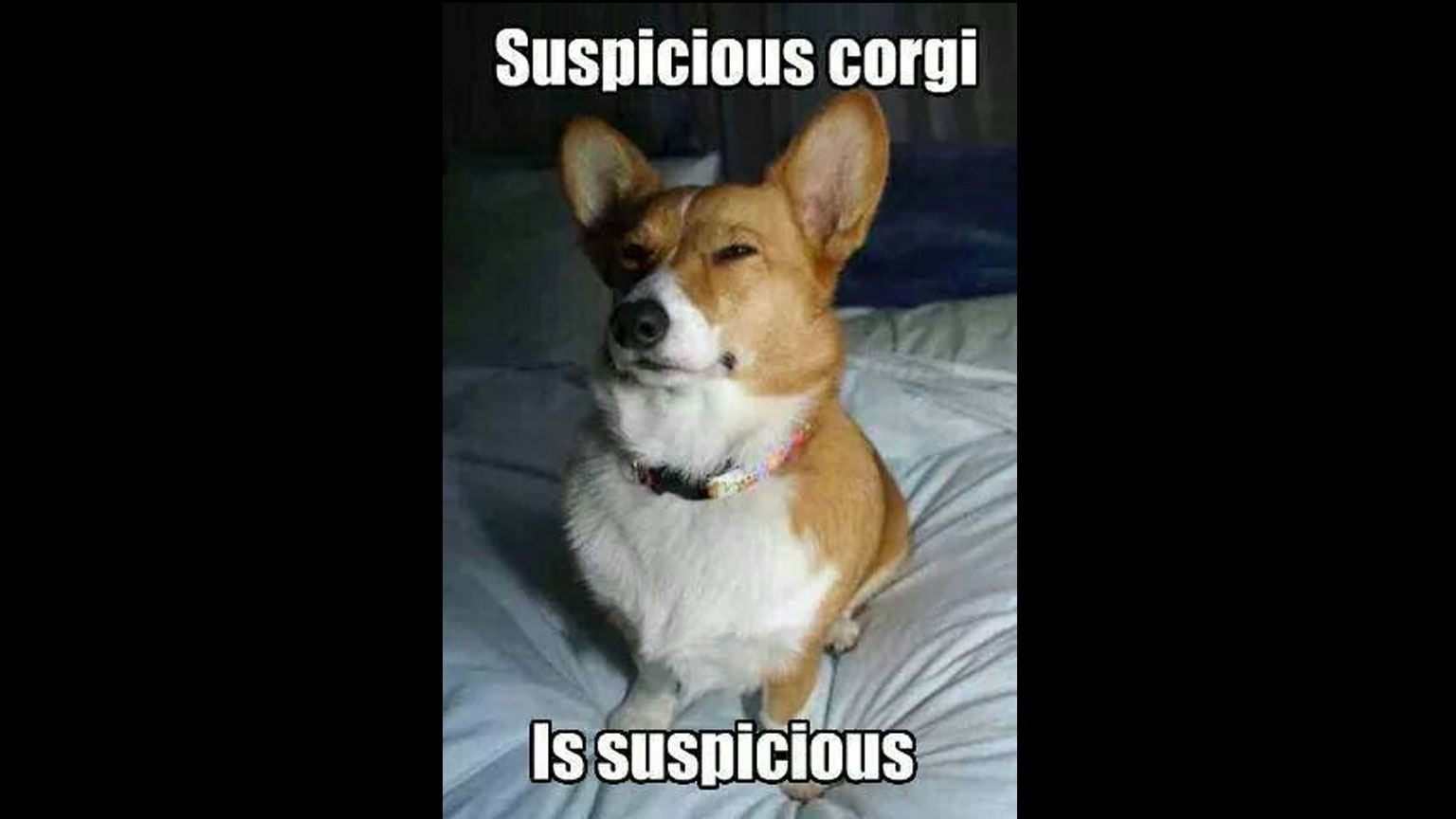 A suspicious corgi is suspicious