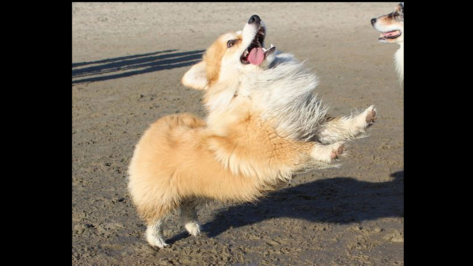Corgi derp