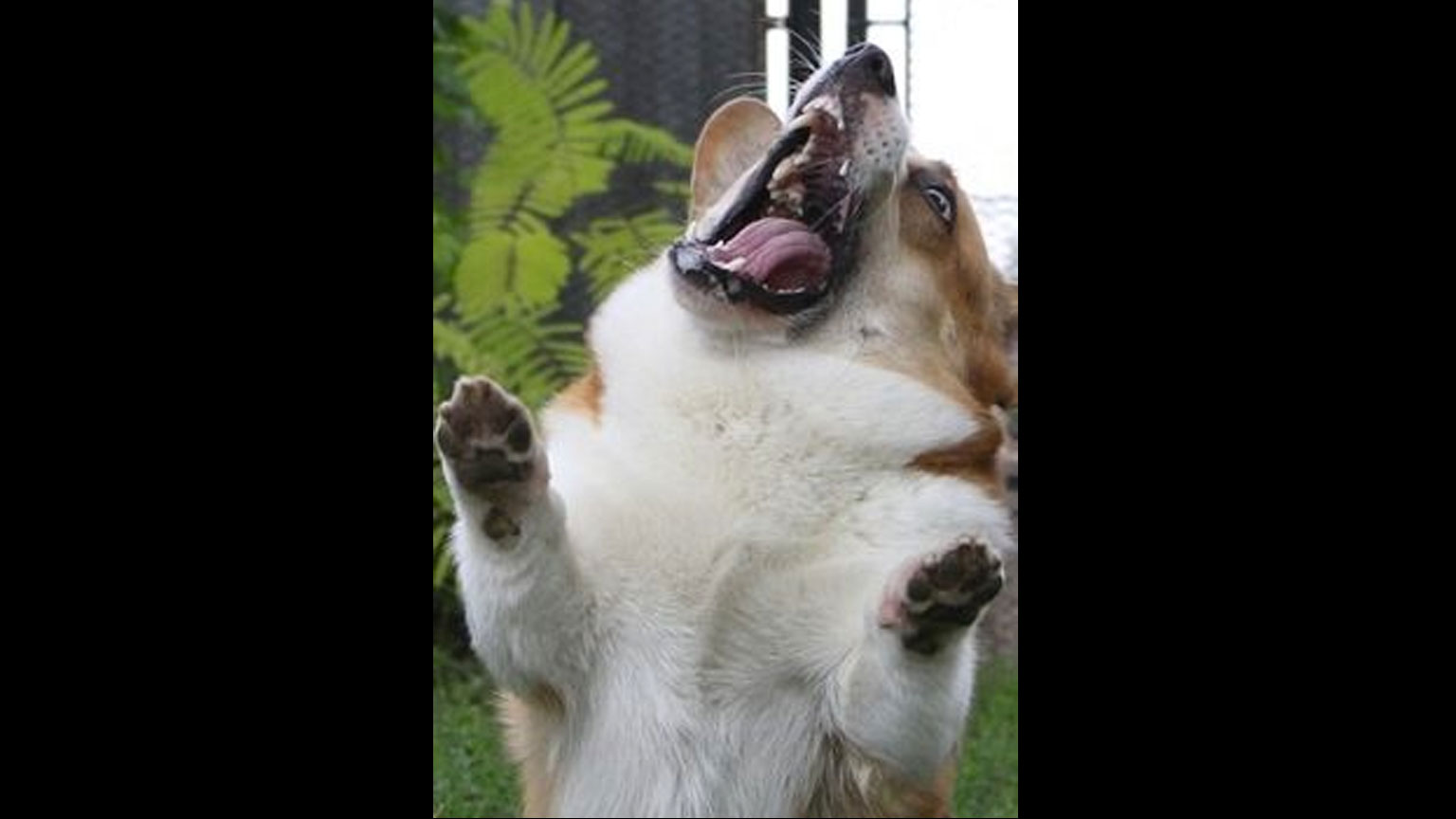 Corgzilla