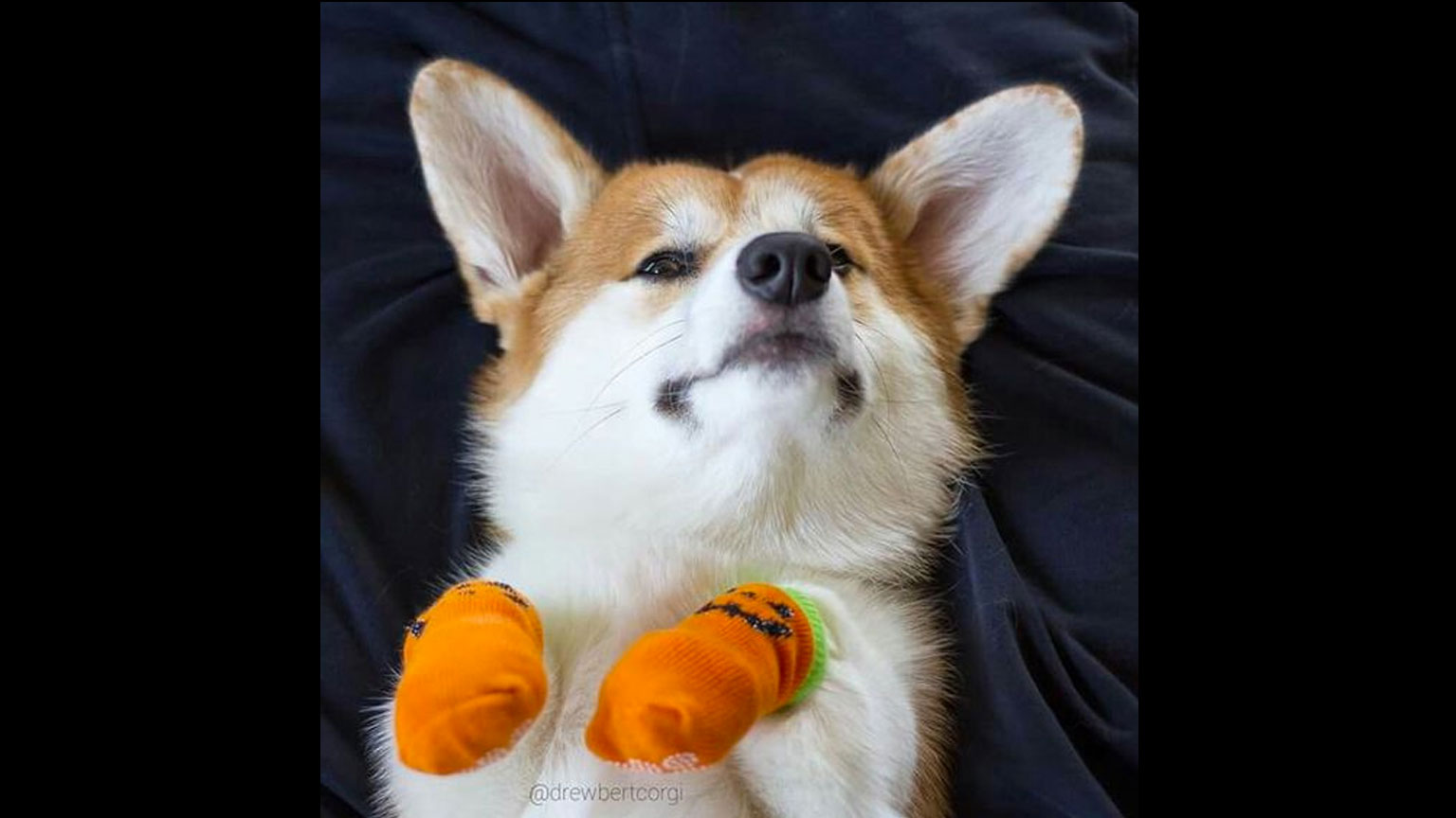 Corgi wears orange booties