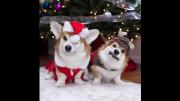 what i wish my christmas card looked like