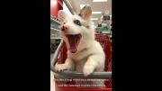 Excited corgi in Target
