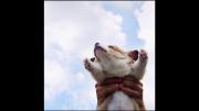 Raise the corgi high