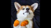 Corgi wears orange booties